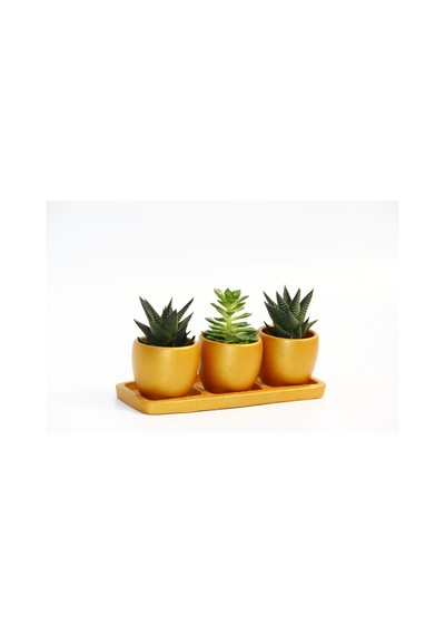 Trio Orange Sukulent Seti - Haworthia. Echeveria