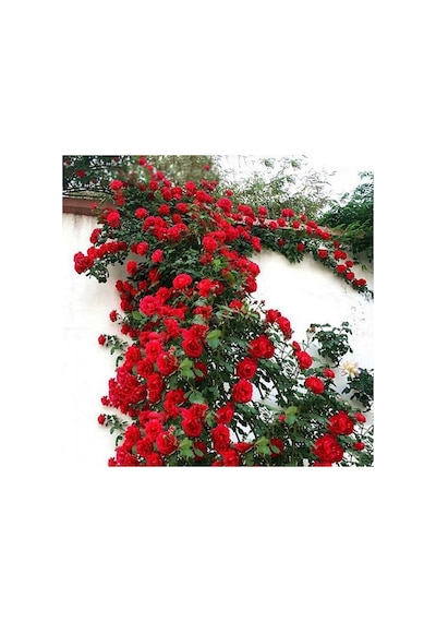 Sarmaşık Kırmızı Gül Fidanı