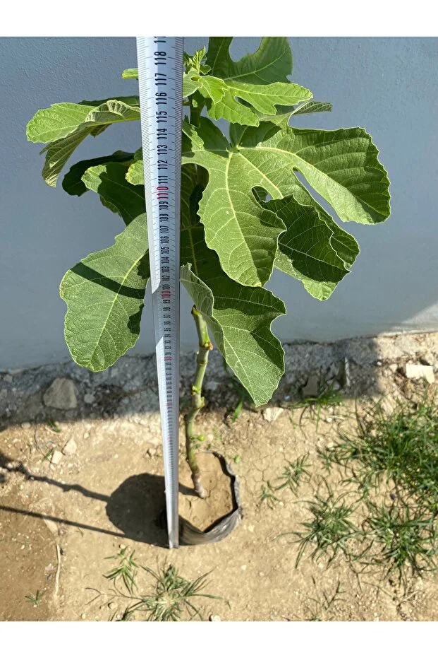 Sarılop 2 Yaş İncir Fidanı Tüplü, Canlı, Sağlıklı 115 Cm