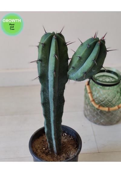 Blue Myrtillocactus 1 Adet