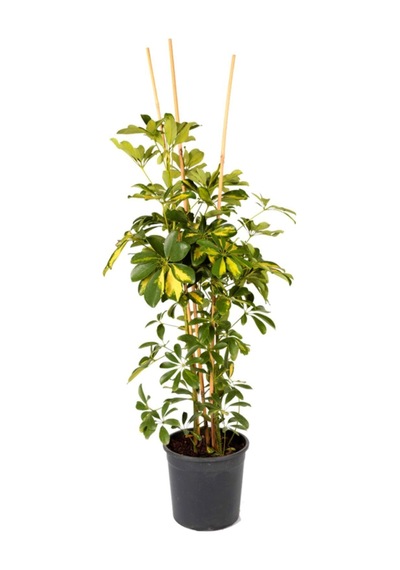 Videolu 1 Adet Alacalı Şeflera Çiçeği Bitkisi 100 Cm Saksılı Iç Mekan Bitkisi Schefflera