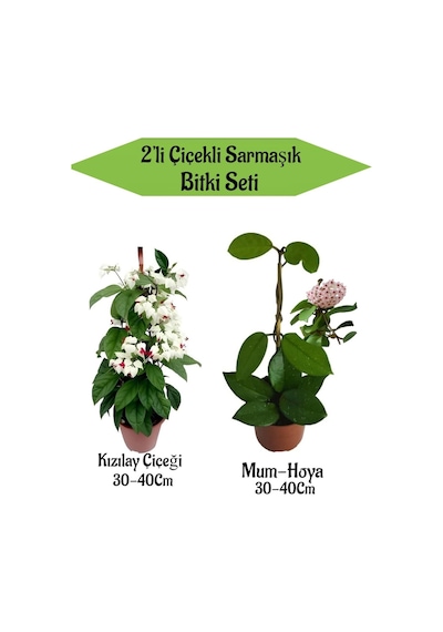 2'li Set Kızılay Çiçeği+ Mum Hoya Çiçeği