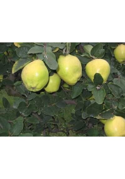 5 Yaş Saksıda Eşme Ayva Fidanı Boy 150-200cm