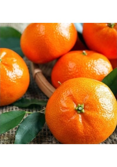 5 Yaş W.murcoot Mandalina