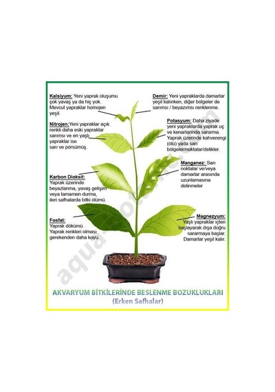 Sararmaya Kesin Çözüm Magnezyum+demir Dem Magfer 5 Litre Sıvı 5 L