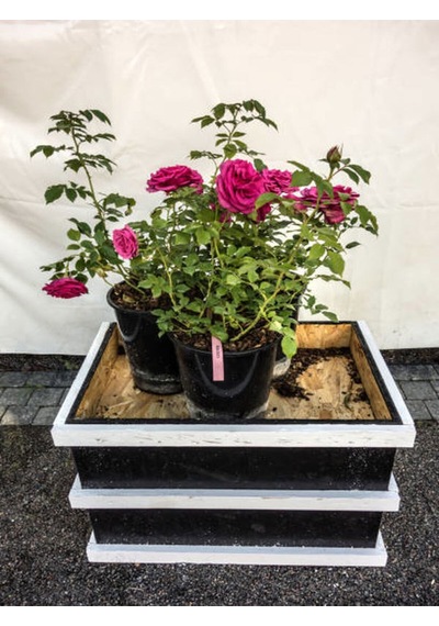 Videolu Yediveren Kokulu Pembe Renkli 20 40 Cm 2 Adet Aşılı Gül Pink Rose