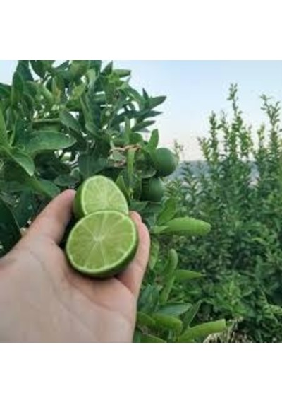 3 Yaş Aşılı Tahiti Lime Fidanı