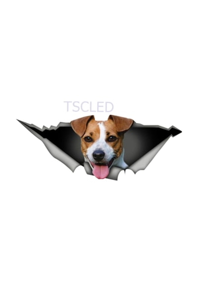 Jack Russell Köpek Sticker Yapıştırması Oto Sticker