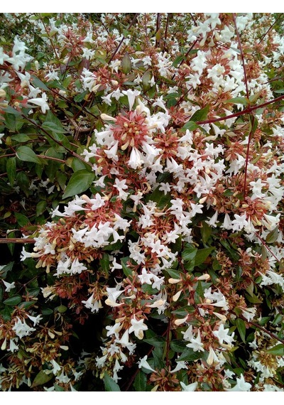 "abelya Çiçeği Fidanı - Abelia, Hoş Kokulu Ve Estetik Çalı Bitkis