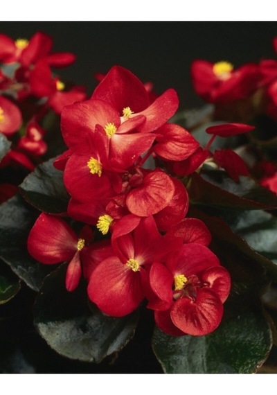 Videolu 1 Adet Kırmızı Begonya Çiçeği 25-35 Cm Saksılı Iç Mekan Bitkileri Begonia