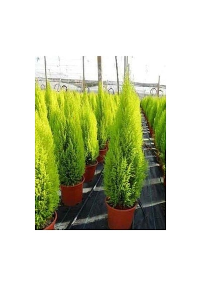 Salon Çamı Limoni Servi Çam Fidanı 10-20 Cm