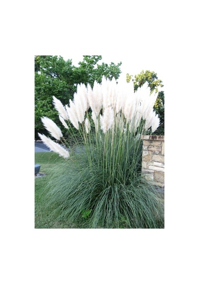 Beyaz Pampas Saz Çiçeği Fidanı Saksılı 60-80 Cm Bahçe Bitkisi Pampas Diğer