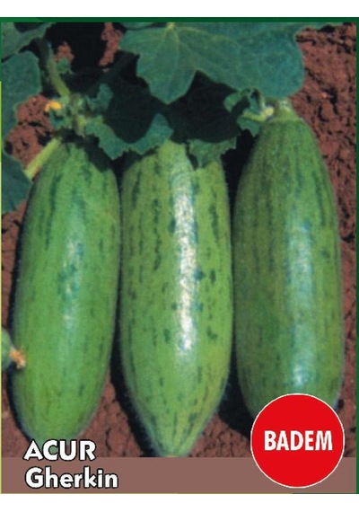 Yeşil Badem Çin Acuru Tohumu Ekim Seti 5 Tohum +Saksı+Toprak