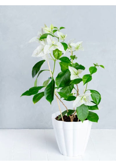 Videolu Beyaz Begonvil Sarmaşığı 60-90 Cm 1 Adet Saksılı Çiçekli Bahçe Teras Bitkisi Bougainvillea