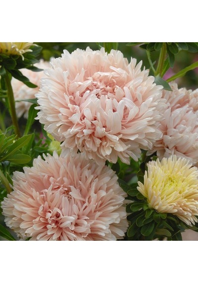 Pompon White Marble Crimson Aster Çiçeği Tohumu 50 Tohum