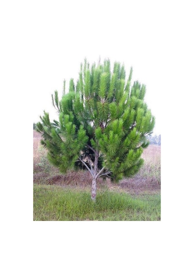 Rüzgarbotanik Fıstık Çamı Fidanı 40Cmm- 60Cm