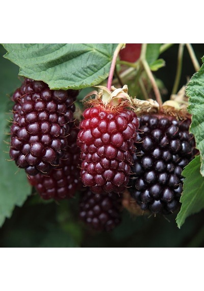 Tüplü Boysenberry Böğürtlen Fidanı