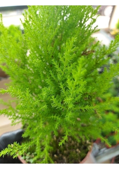 Videolu Limon Kokulu Limoni Servi 1 Adet Saksılı/ Tüplü Ev Ofis Salon Çamı 30-40 Cm Cupressus