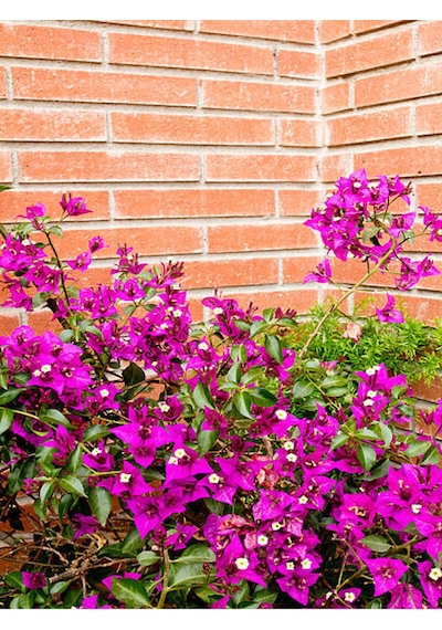 Videolu Muhteşem Renkli Begonvil Çiçeği 40 60 Cm 1 Adet Saksılı Çiçekli Bodur Bitki Bougainvillea