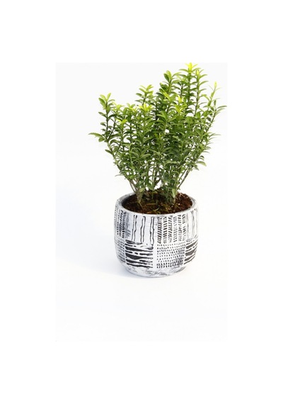 BONSAİ EUONYMUS MİCROPHYLLUS - HEDİYELİK ARKAİK SAKSIDA BEYAZ