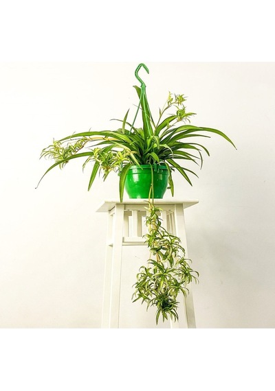Kurdele Çiçeği Askılı Saksıda Chlorophytum Comosum ''air Fresh Bitkisi''