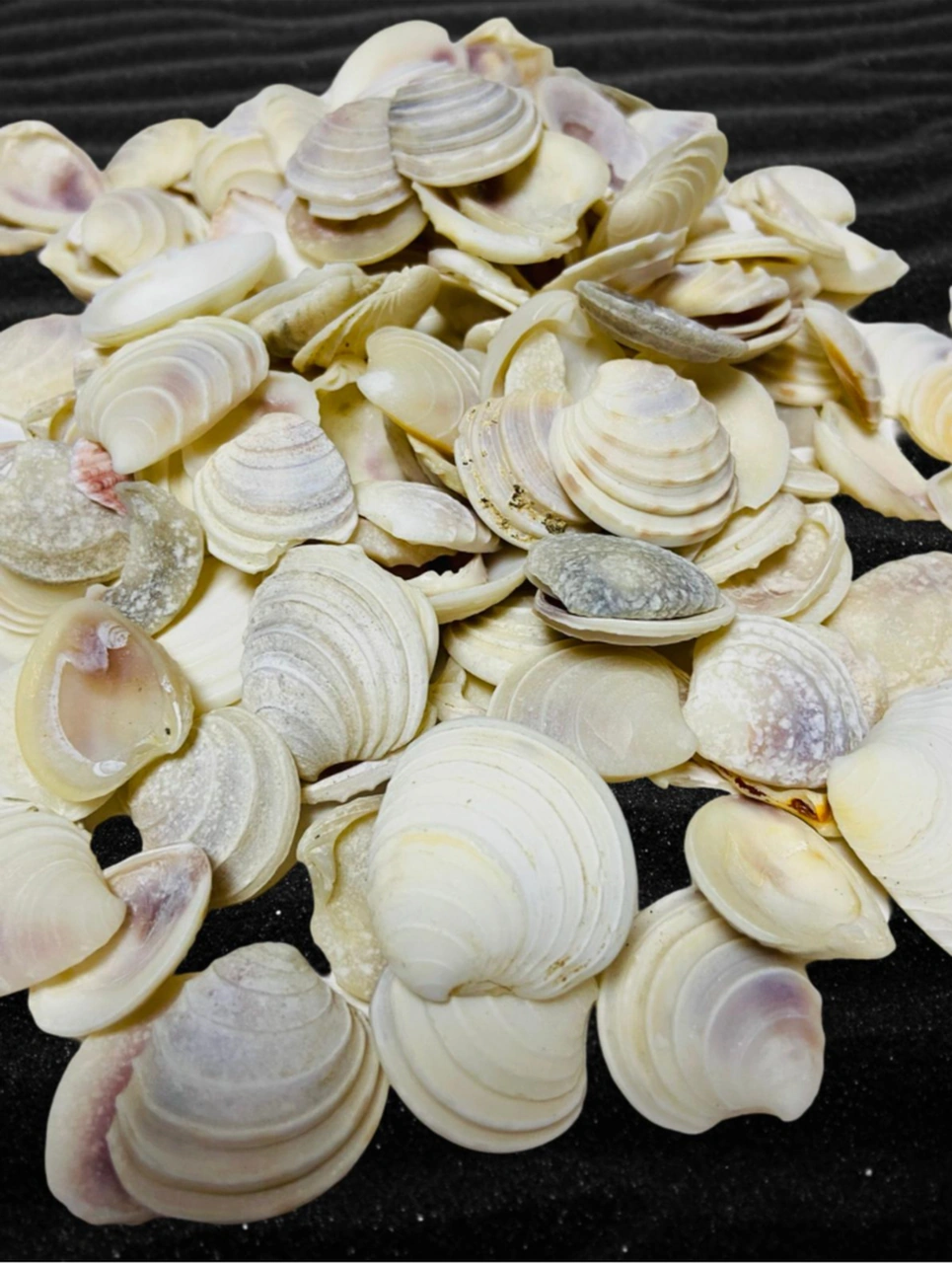 Gerçek Deniz Kabuğu - İnscius Fluctus - Deliksiz - 50gr , Ort 40 Adet