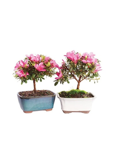 Bodur Bonsai Orkide Ağacı Tohumu Yetiştirme Kiti