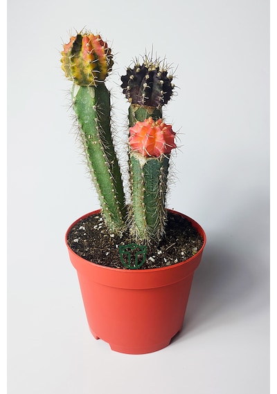 Karışık Renklerde 3 Lü Grafted Kaktüs Koleksiyonluk 15-20 Cm