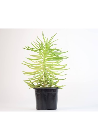 Etli Çalı Senecio Senecio Himalaya - Senecio Barbertonicus 20 A