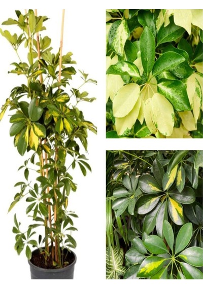 Videolu 1 Adet Alacalı Şeflera Çiçeği Bitkisi 100 Cm Saksılı Iç Mekan Bitkisi Schefflera