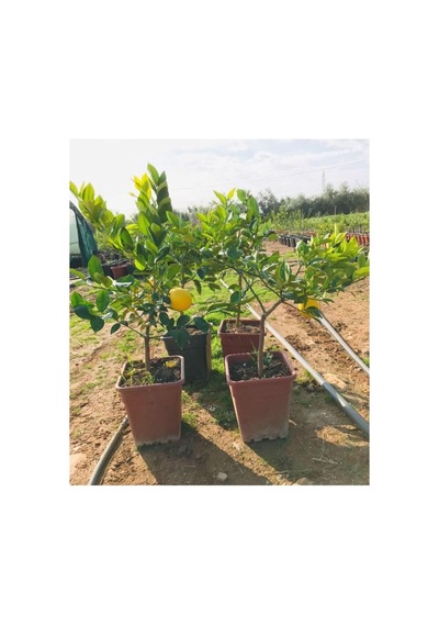 Saksılı Bodur Limon Fidanı, 2 Yaş, Meyve Veren Mayer Limon Ağacı Fidesi