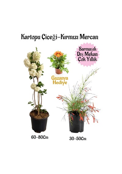 Kartopu Çiçeği 1 Adet +kırmızı Mercan 1 Adet+sarı Gazanya Hediye Saksılı Bahçe Seti