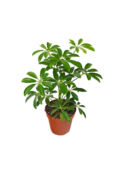 Videolu Şeflera Şemsiye Ağacı 20 40 Cm 1 Adet Saksılı Iç Mekan Bitkisi Schefflera