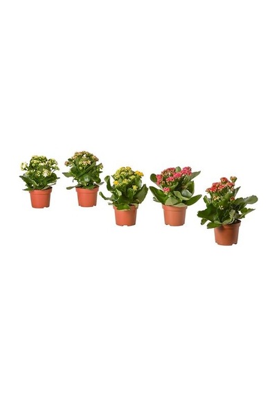 Ikea Kalanchoe Canlı Bitki, Çok Renkli, 10.5 Cm, Kalanchoe Calandiva