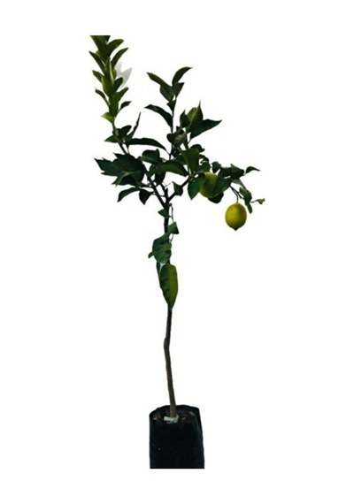 Tüplü Yediveren Limon Fidanı 2 Yaş Aşılı 90-150 Cm