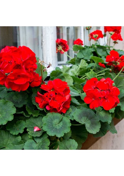 Sardunya- Pelargonium 5’li Karışık Renklerde 15cm