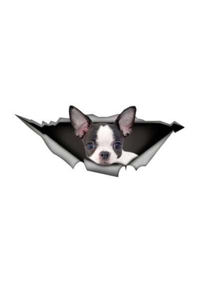 Chihuahua Cins Köpek Sticker Yapıştırması