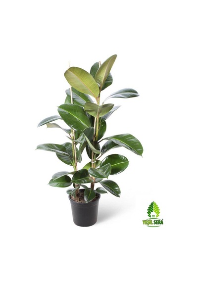 Kauçuk Bitkisi Ikili 80-90 Cm