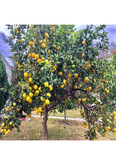 Tüplü Yüksek Verimli Yediveren Limon Fidanı