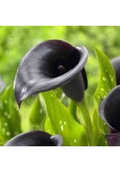20 Adet Tohum Siyah Calla Lily Çiçek Tohumu Afrika Çöl Çiçeği Calla Lily Tohumlu