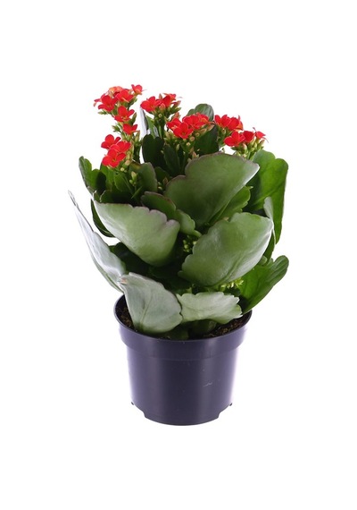 Kalanşo Çiçeği Kalanchoe 10 Adet Kırmızı