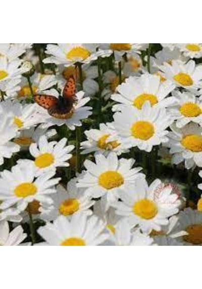 75 Adet Tohum Yayılıcı Kır Papatyası Çiçeği Tohumu Çiçek Tohumu Süpriz Hediye Bonzai Ağacı Tohumulu