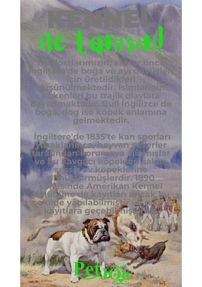 Petjoo 16.Kennel Yeşil-Gri Qr'lı Köpek Künyesi
