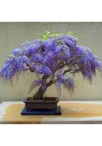 5 Adet Bodur Jakaranda Bonsai Ağacı Tohumu..
