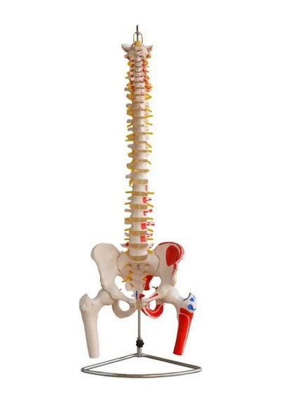 Pelvis Ve Femur Başlarını Gösteren Omurga Ve Kalça Modeli Kaslar