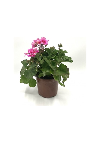 Ebruli Pembe Sardunya Çiçeği 10-20 Cm