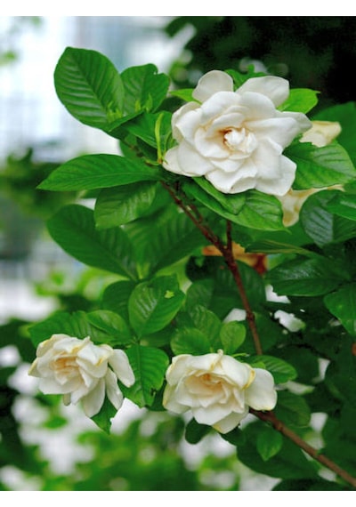 Videolu Gardenya Çiçeği 30 50 Cm 1 Adet Saksılı/ Tüplü Çiçekli Bahçe Bitkisi Balkon Gardenia