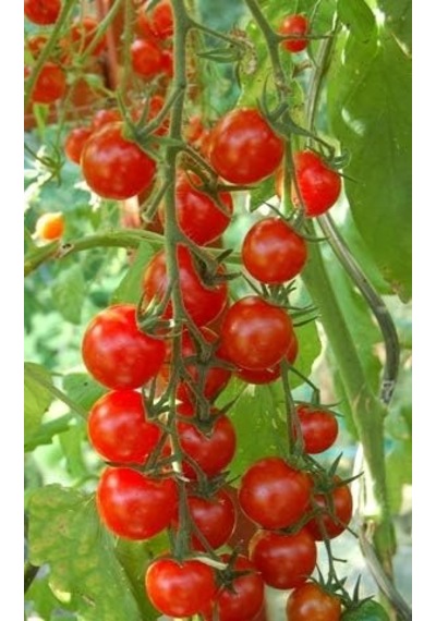 Ayrex Sarkan Cherry Domates Saksı Toprak Seti Genel