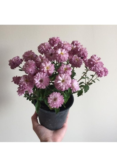 Kasımpatı Çiçeği Fidesi Pembe 10-20 Cm