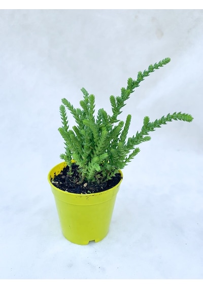 Prenses Çamı Crassula Muscosa Mini Saksıda